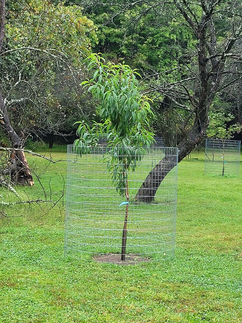 My 2 red gold nectarine trees