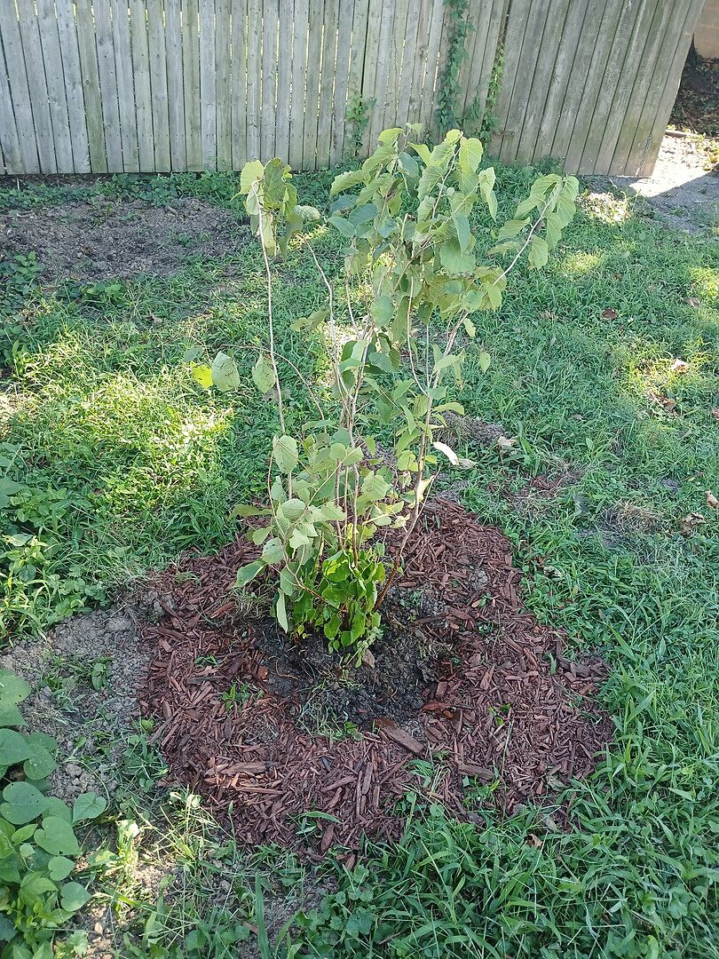 Customer review of American Hazelnut Filbert Tree