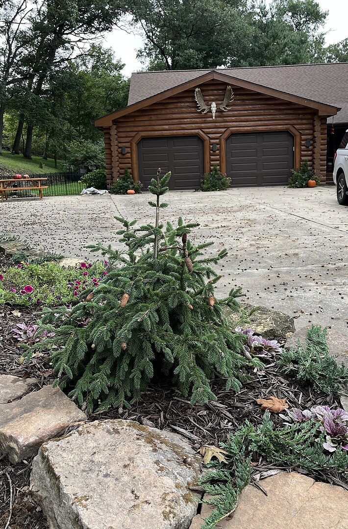 Customer review of Red Cone Norway Spruce Tree