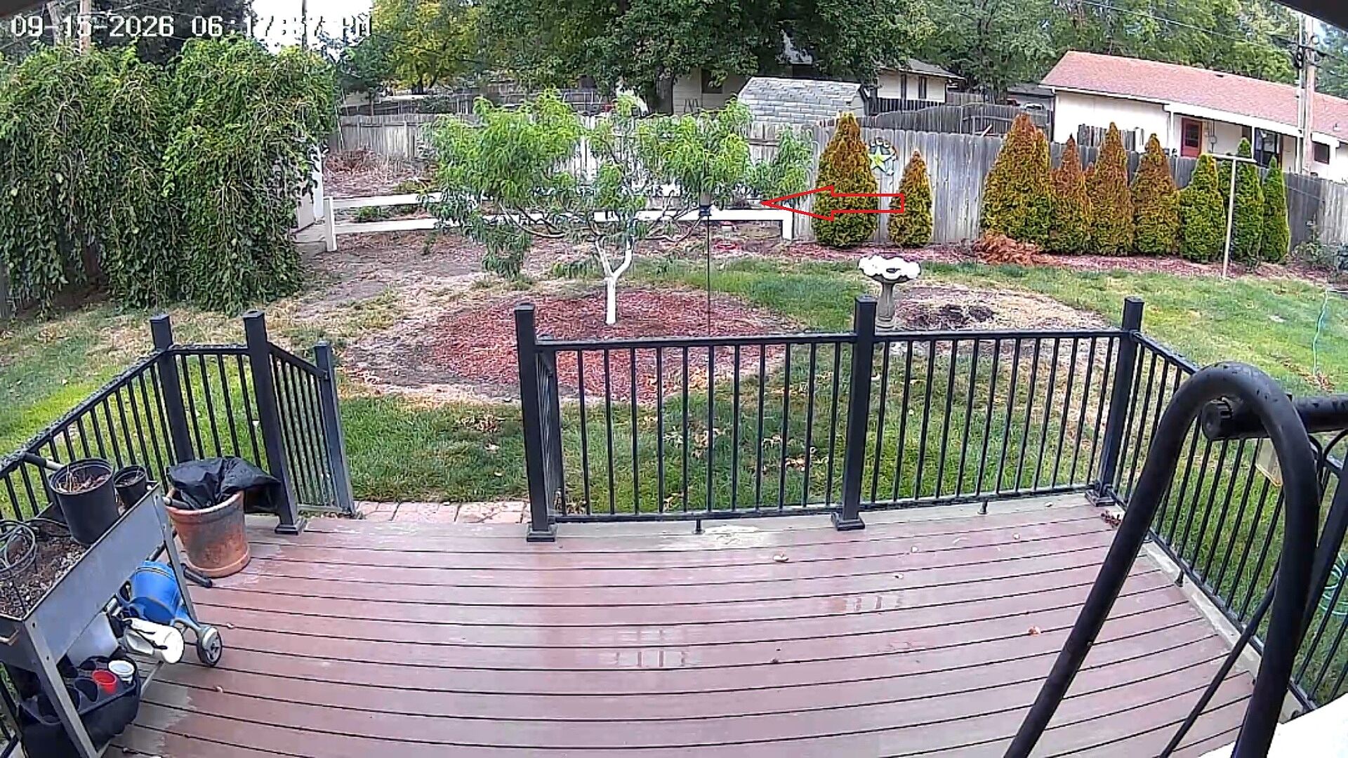 Customer review of Elberta Peach Tree