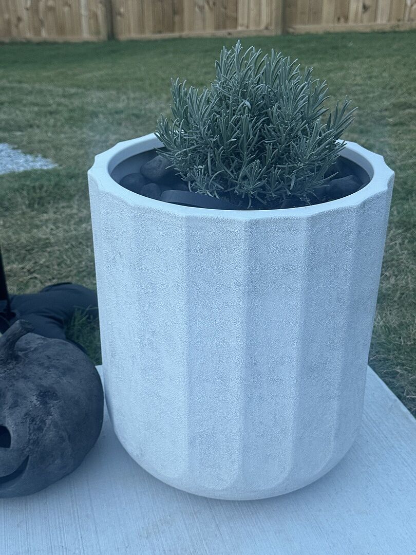 Customer review of Southern Living® Phenomenal™ Lavender Plant