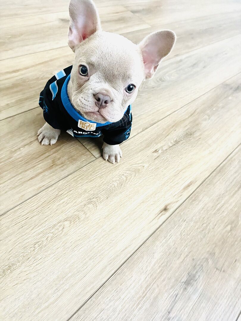 Crystal P.'s lilac French Bulldog and bully mix puppy sitting on a wood floor