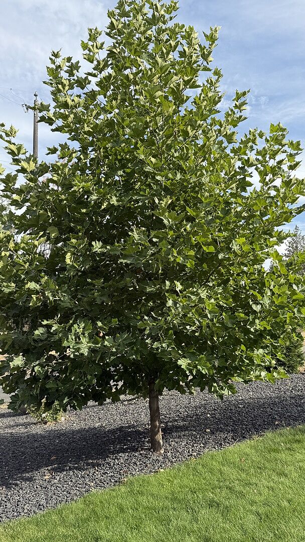 Customer review of EXCLAMATION!™ London Planetree
