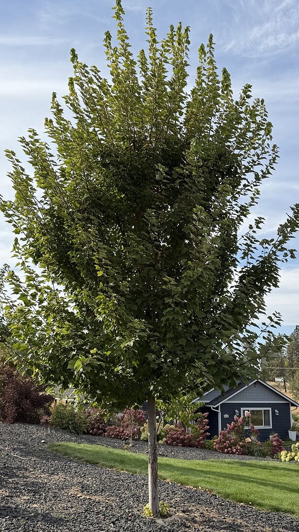 Customer review of American Red Maple Tree