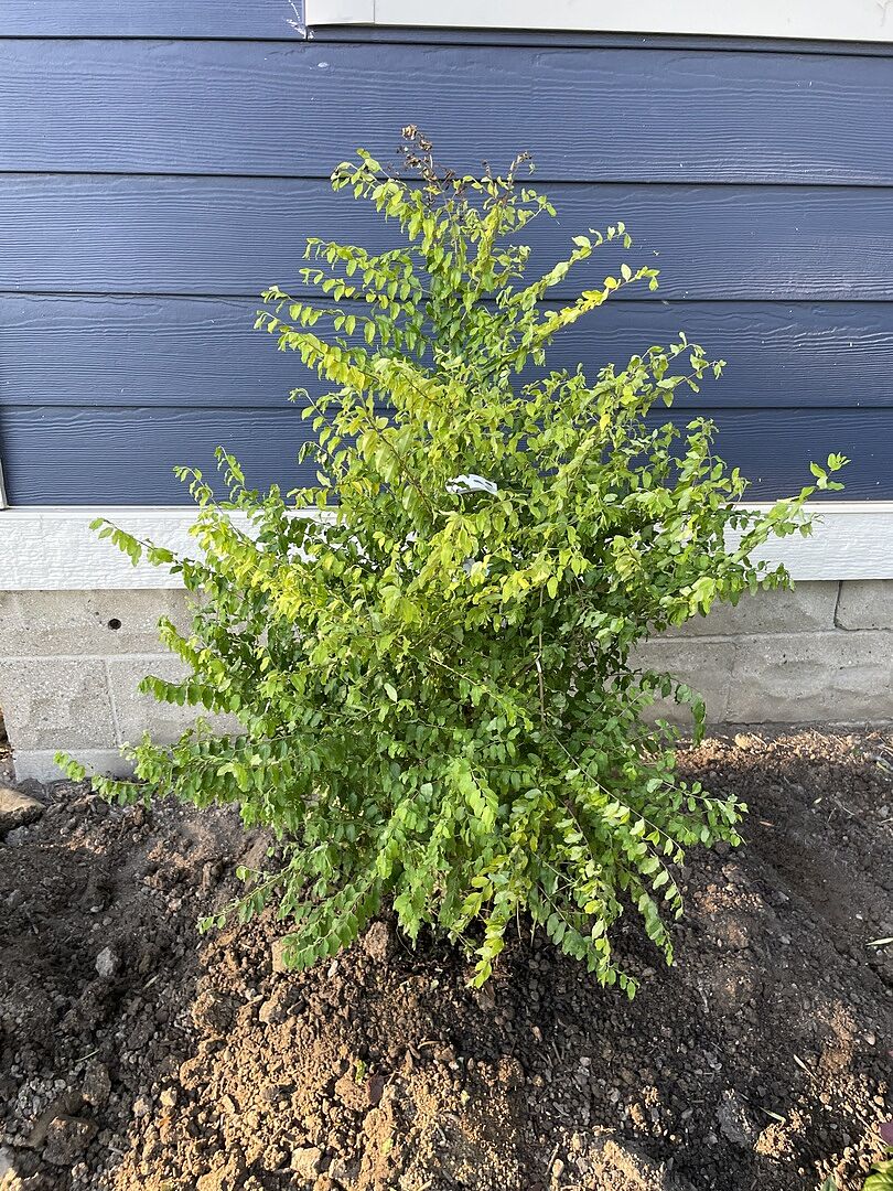 Sunrise Ligustrum