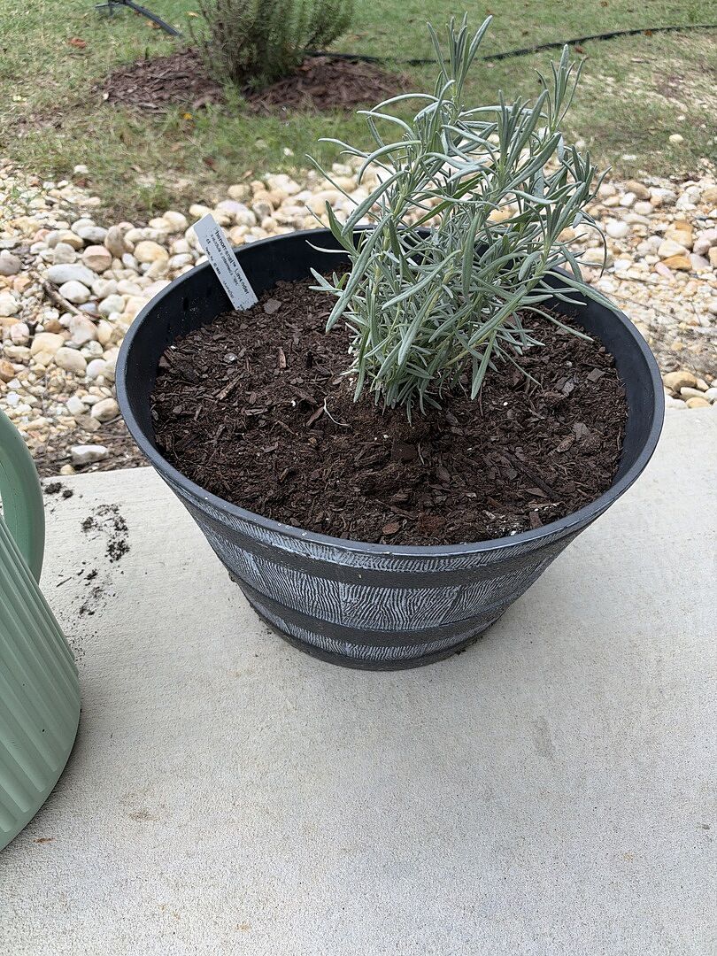 Customer review of Southern Living® Phenomenal™ Lavender Plant