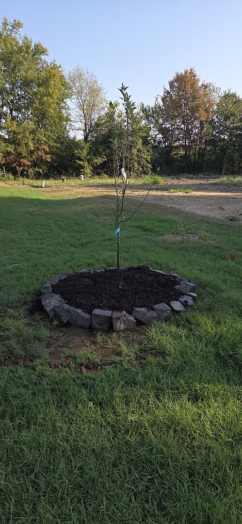 Red delicious apple tree