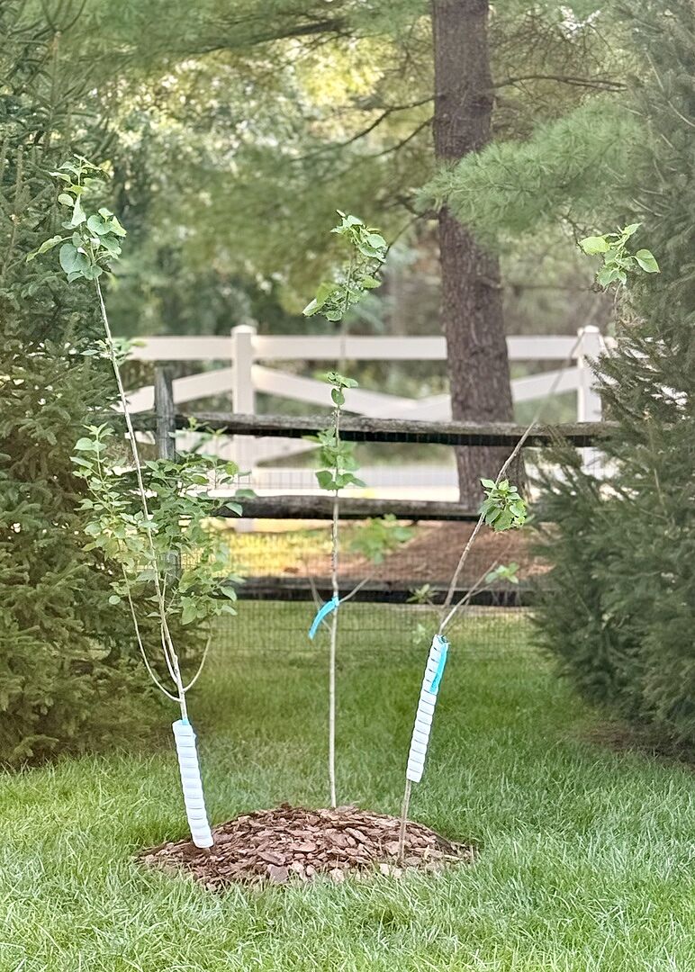 Customer review of Quaking Aspen Tree
