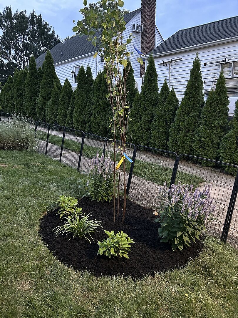 I planted the birch tree