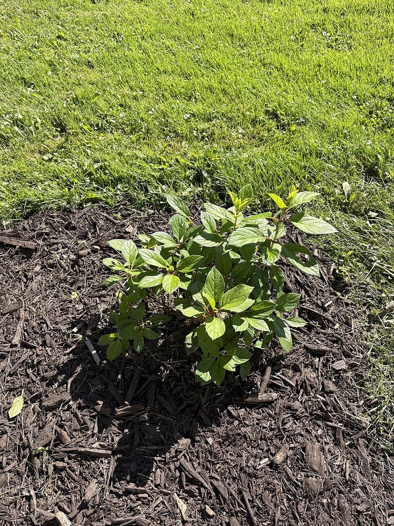 Customer review of Proven Winners® Little Lime Punch® Panicle Hydrangea