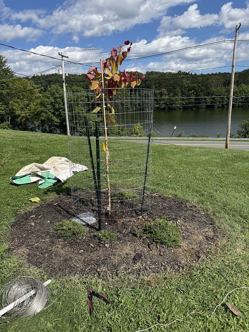 Customer review of Bloomables® Flame Thrower® Redbud Tree