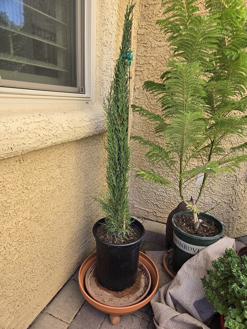 Customer review of Dwarf Italian Cypress