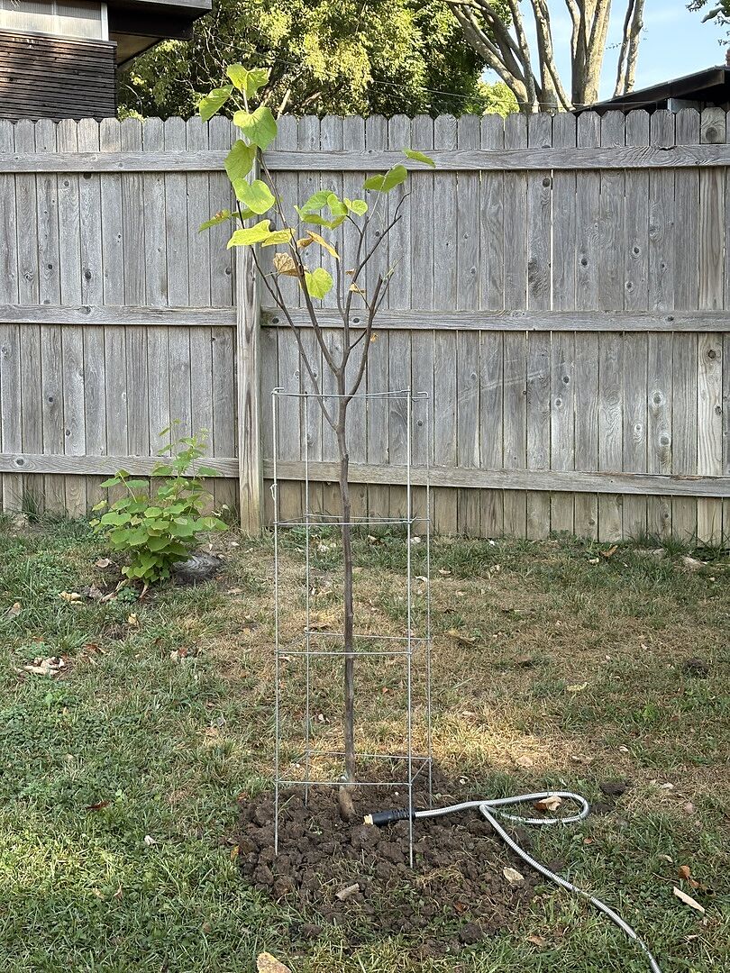 My new Eastern Redbud is