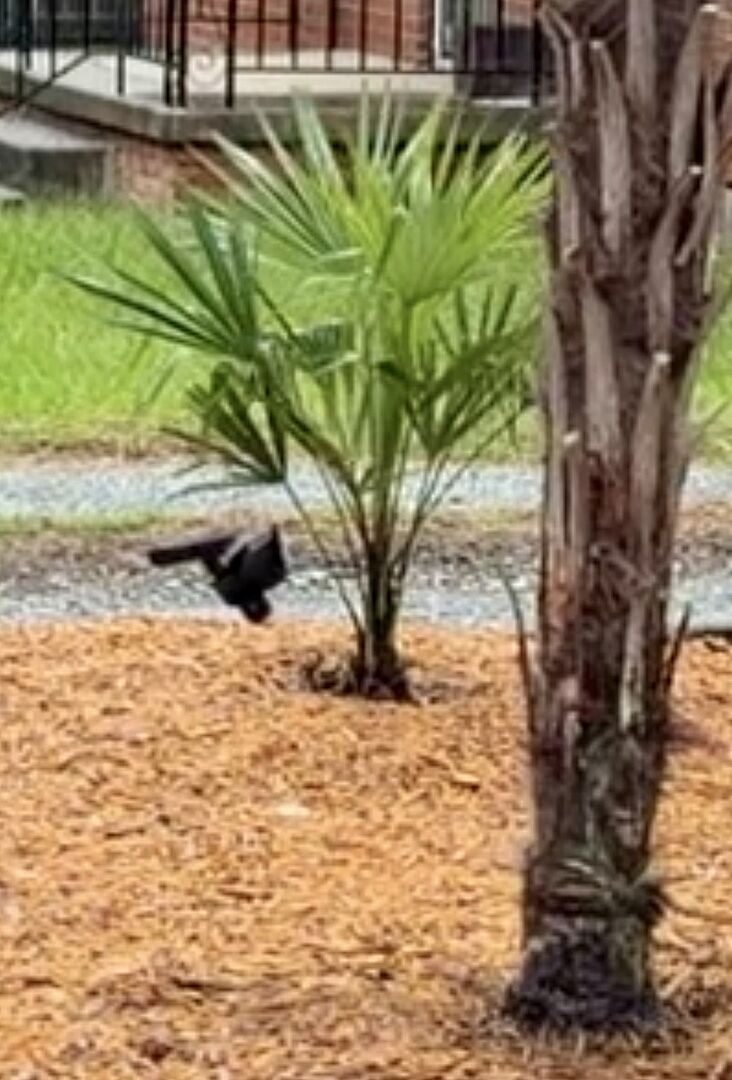 Windmill Palm in North Carolina