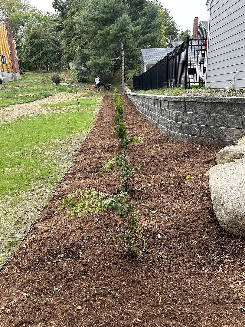 Customer review of Junior Giant Thuja Tree