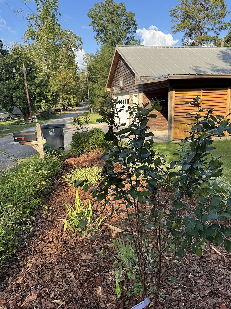 Customer review of Southern Living® Colorama™ Scarlet Crape Myrtle Tree