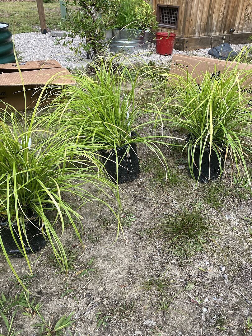 Customer review of EverColor® Everillo Carex Sedge