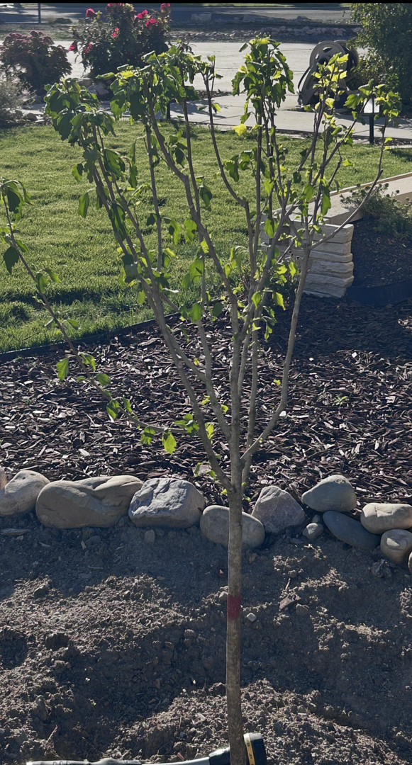 Customer review of Lucy Rose of Sharon Althea Tree