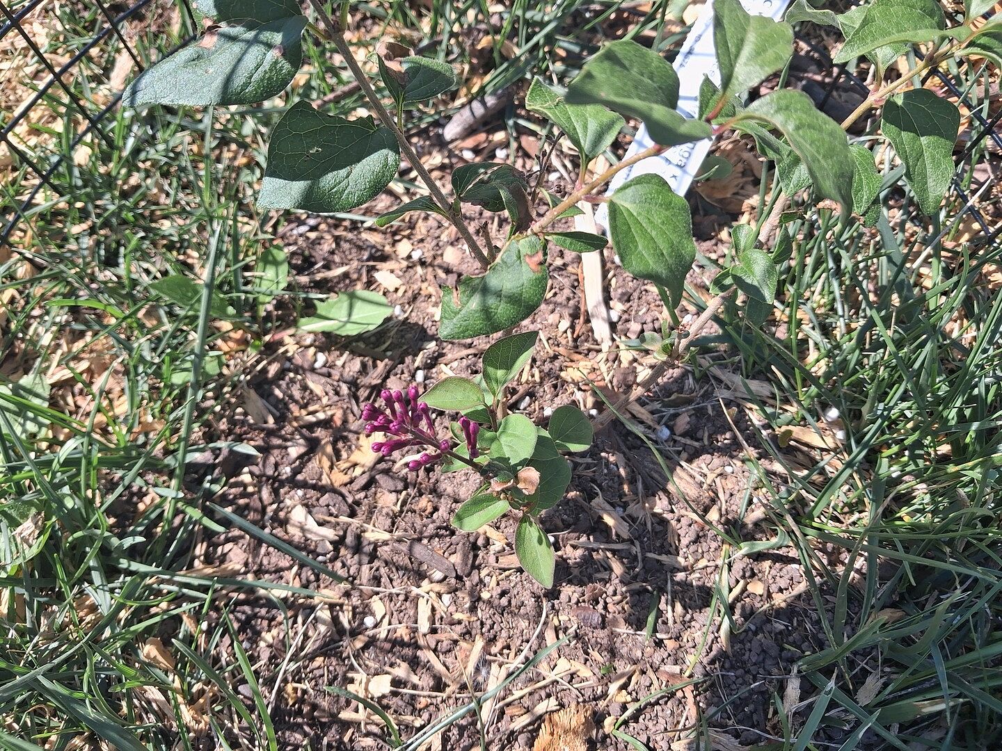 Customer review of Proven Winners® Bloomerang Purpink® Lilac Shrub