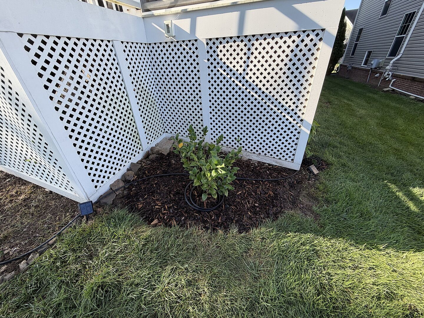 Customer review of Kramers Camellia Shrub