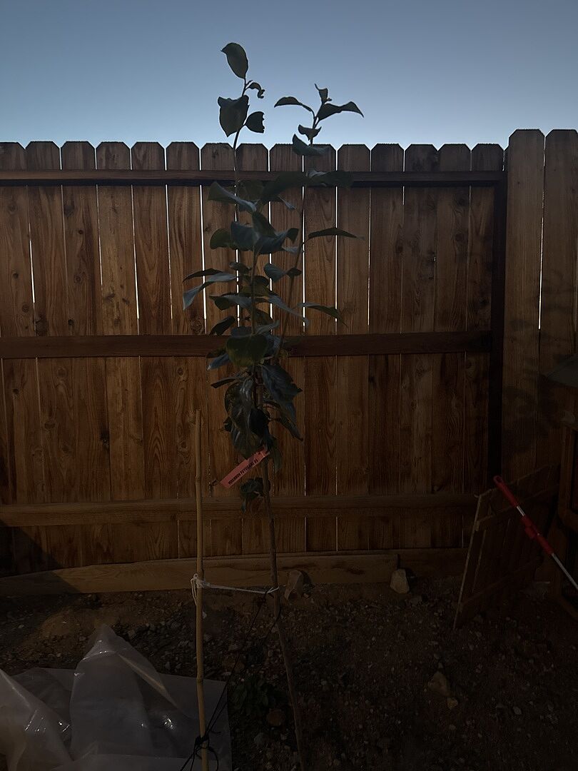 Customer review of Fuyu Persimmon Tree