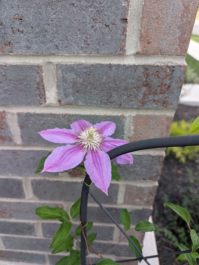 Customer review of Dr. Ruppel Clematis Vine