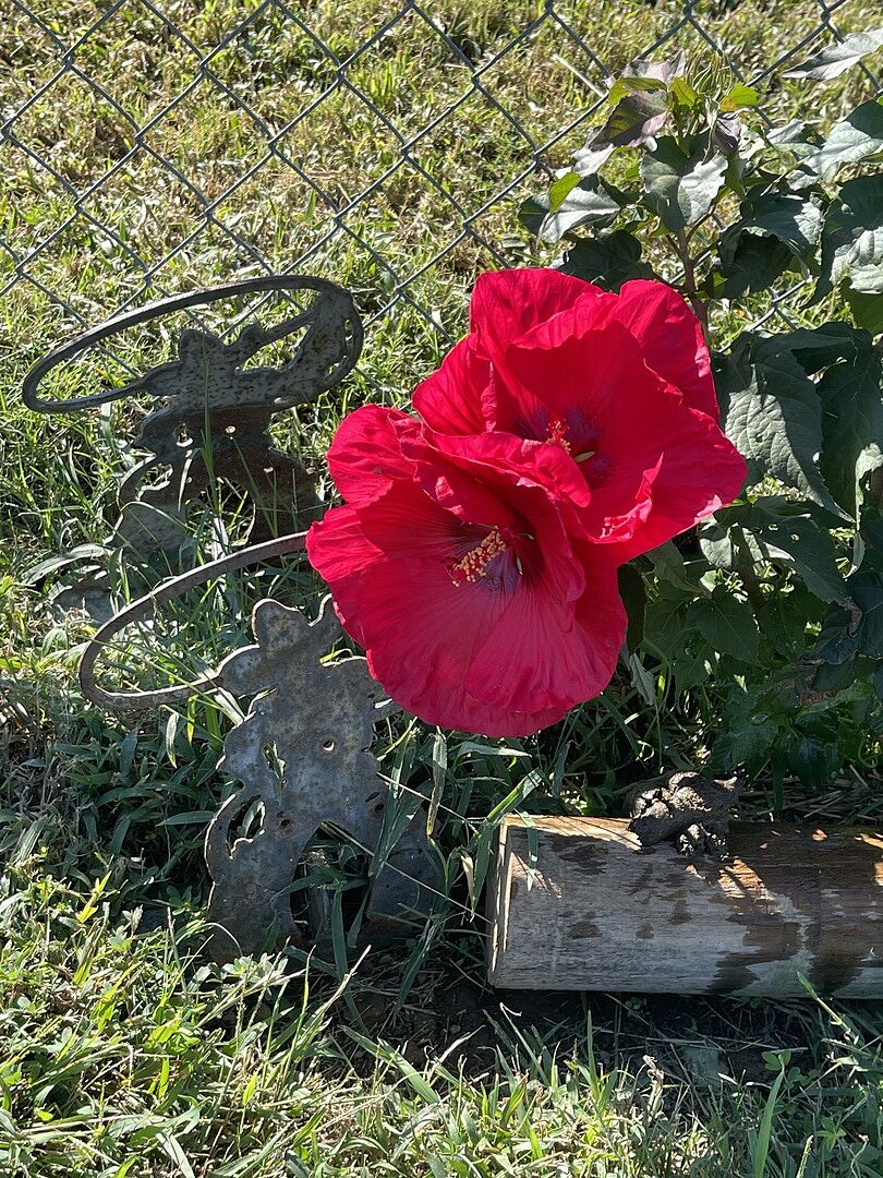 Customer review of Summerific® ‘Valentine’s Crush’ Hibiscus