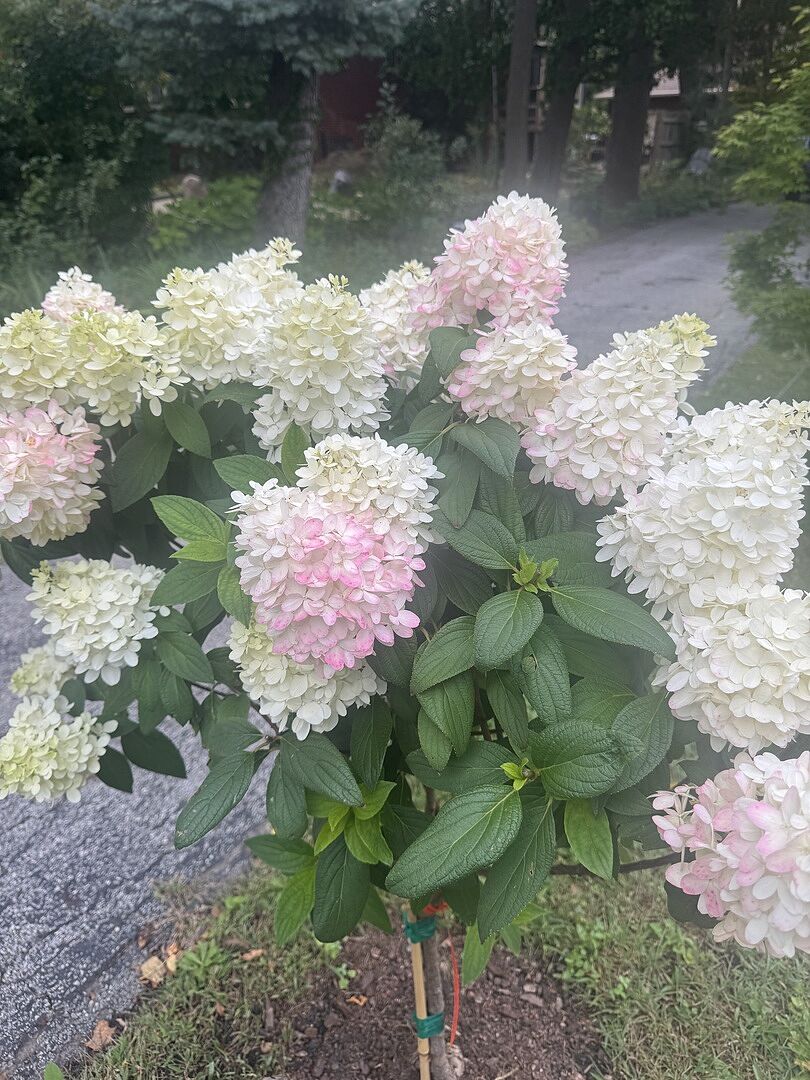 Customer review of Sweet Starlight™ Hydrangea Tree