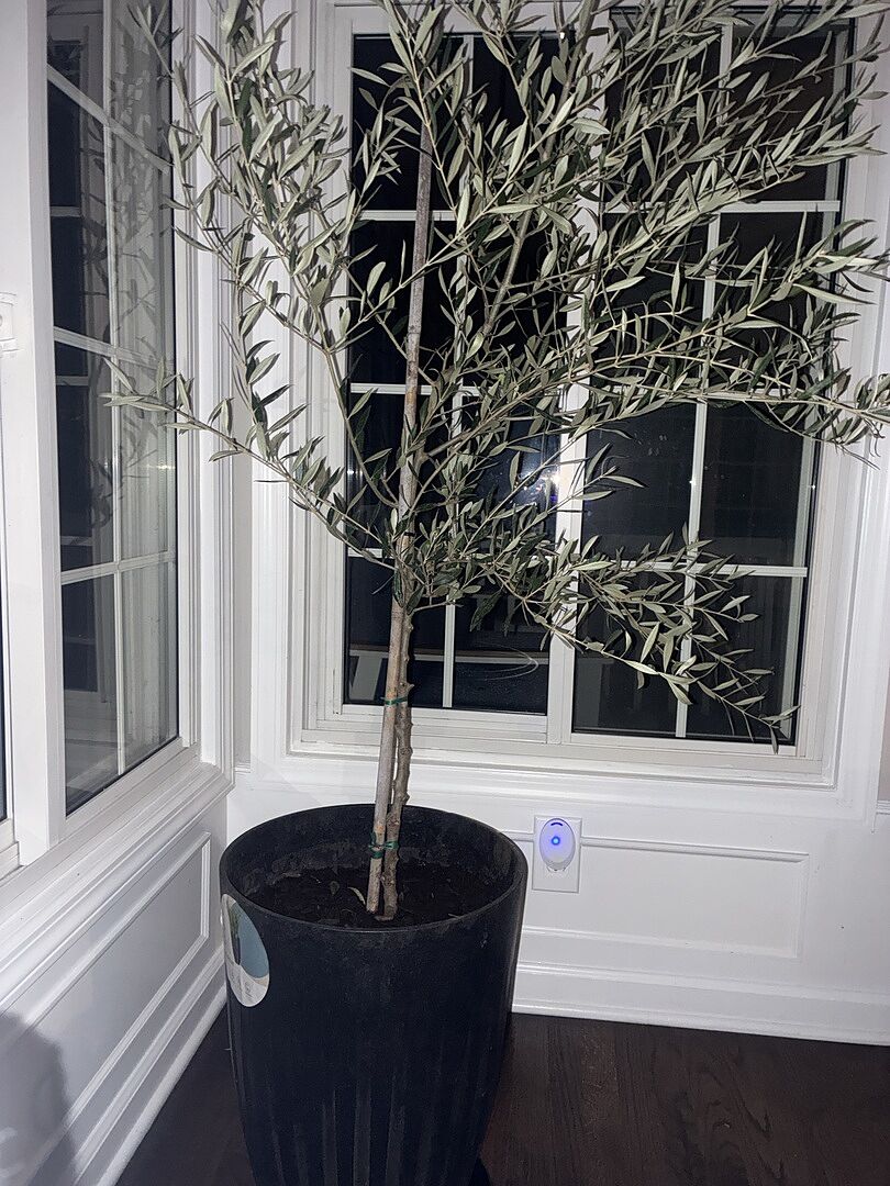 Customer review of Koroneiki Greek Olive Tree