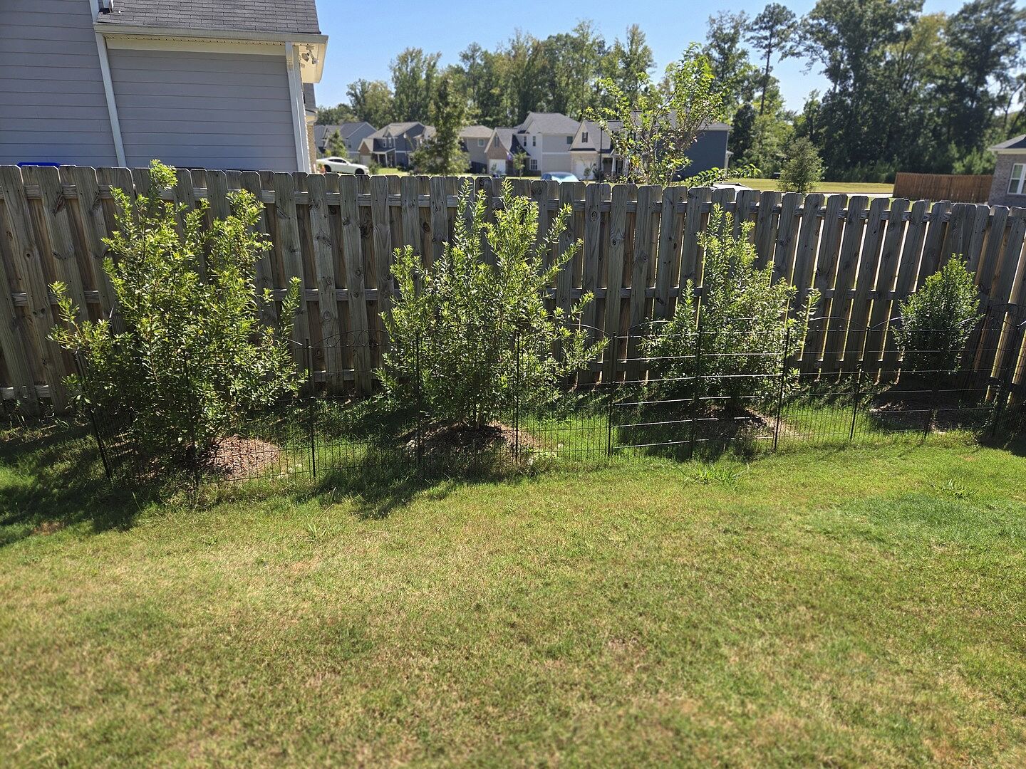 Customer review of Wax Myrtle Tree