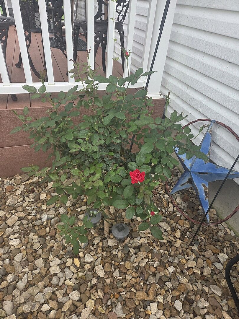 Customer review of Knock Out® Rose Tree