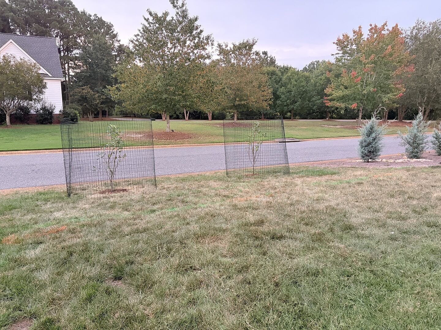 Customer review of 4-in-1 Apple Tree