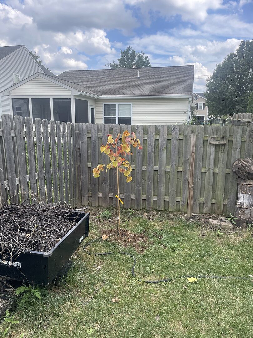 Customer review of Bloomables® Flame Thrower® Redbud Tree