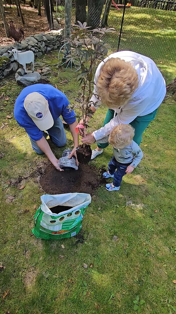 Customer review of Red Japanese Maple Tree