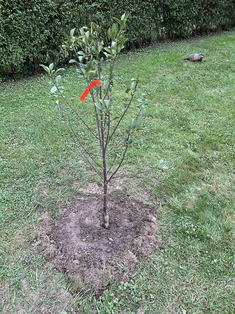 Customer review of Montmorency Cherry
