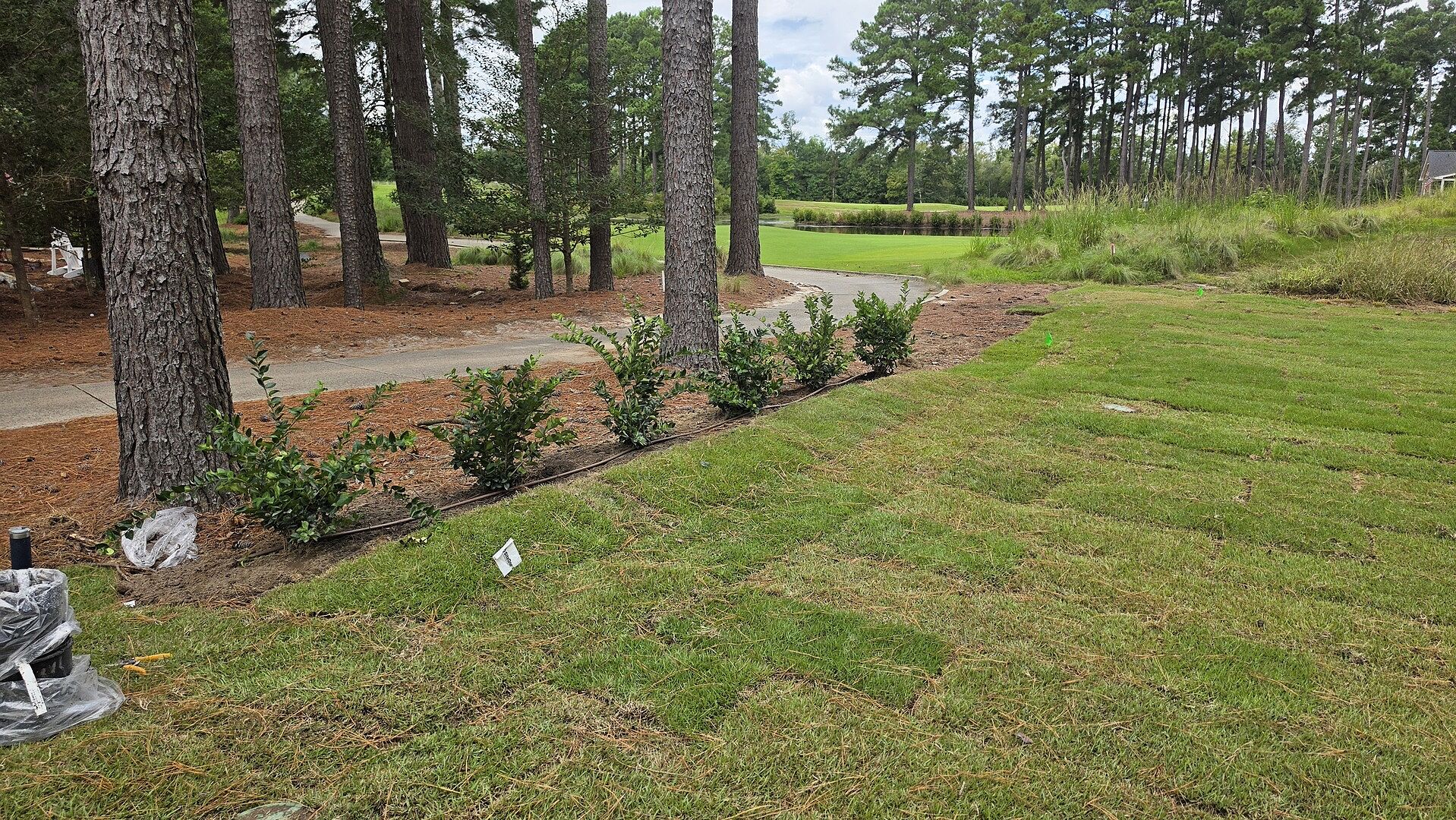 Customer review of Waxleaf Privet Shrub