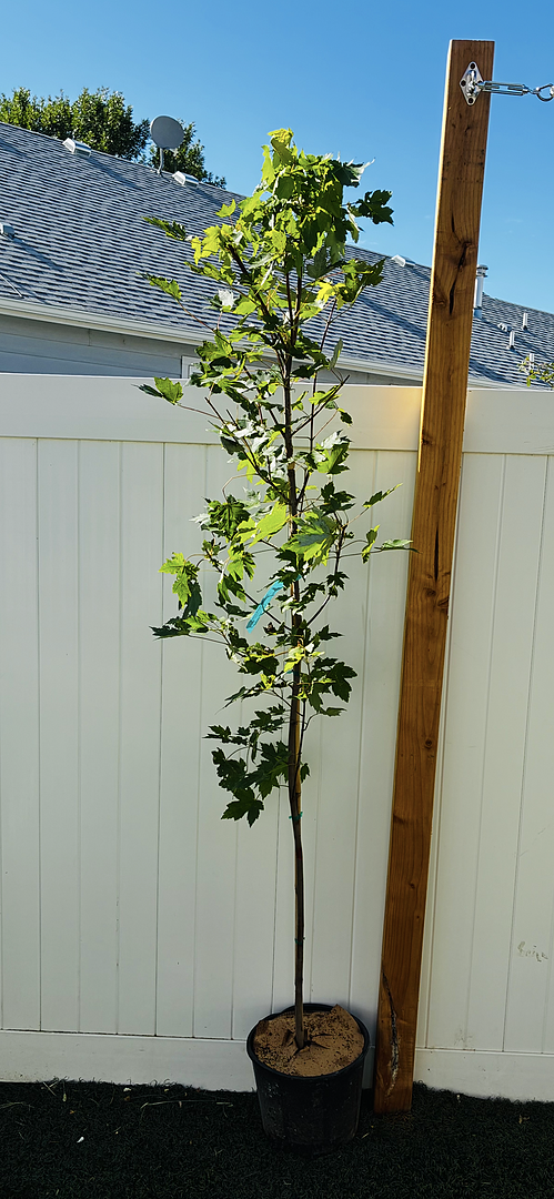 Customer review of Autumn Blaze® Red Maple Tree
