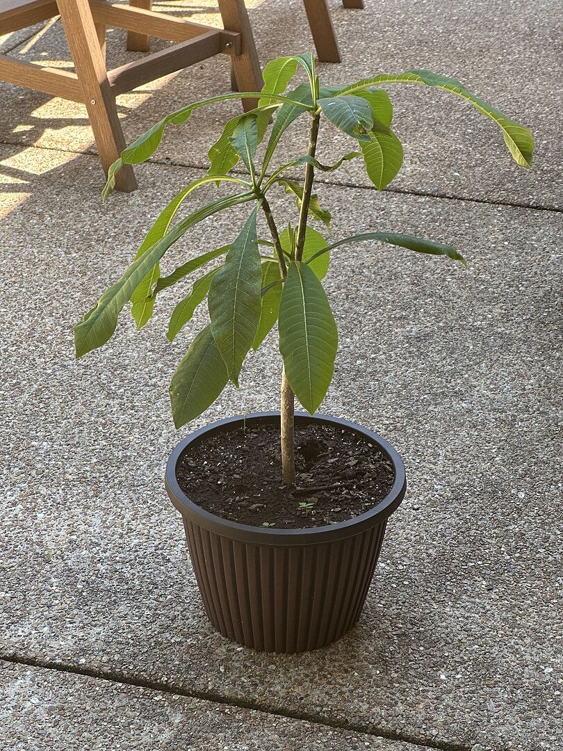 Customer review of Plumeria