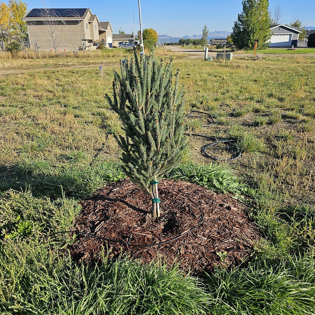 Customer review of White Spruce Tree