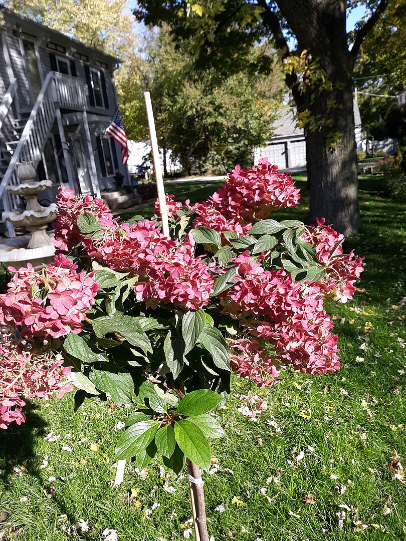 Customer review of Vanilla Strawberry Hydrangea Tree