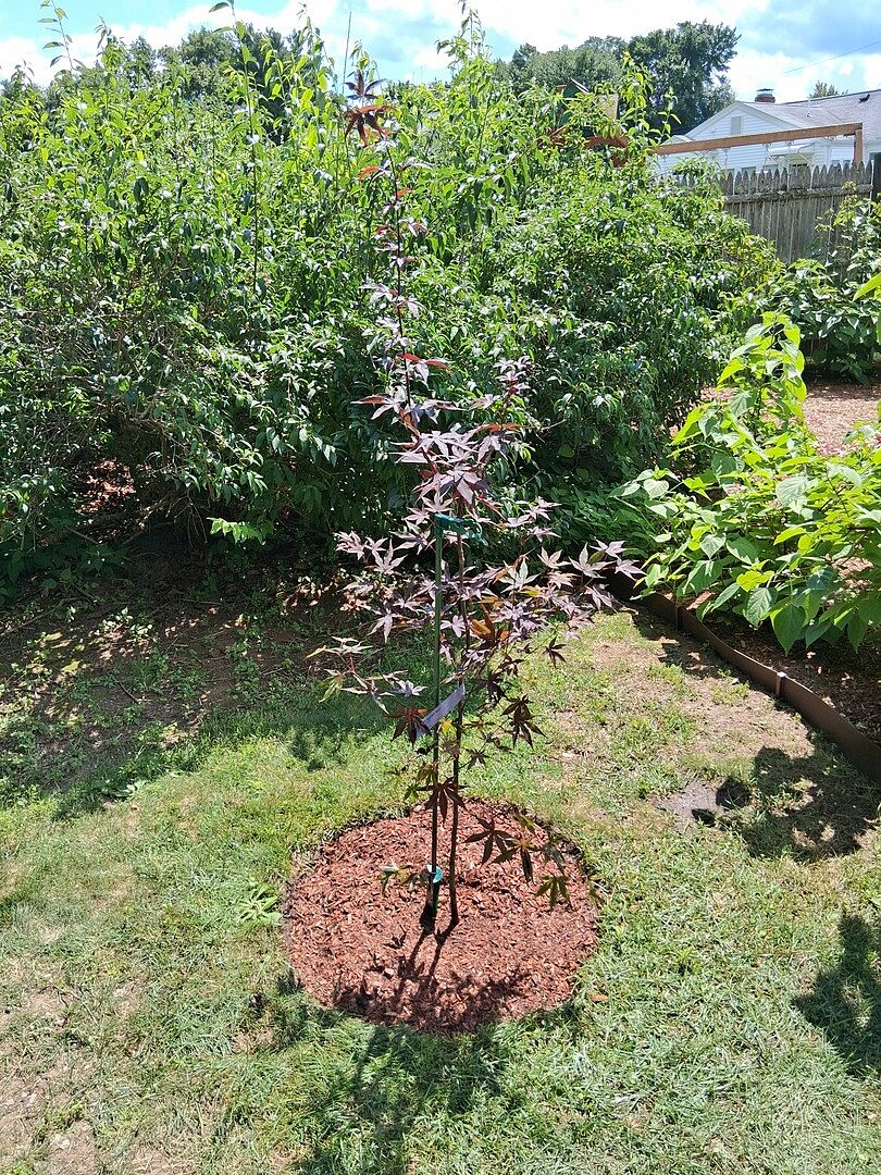 Customer review of Emperor Japanese Maple Tree