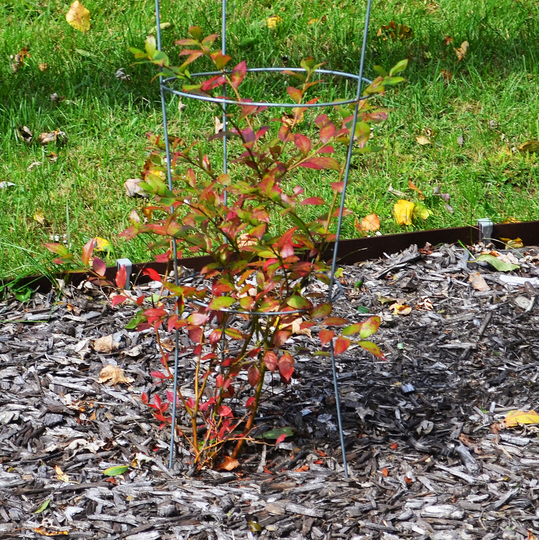 Customer review of Legacy Blueberry Bush