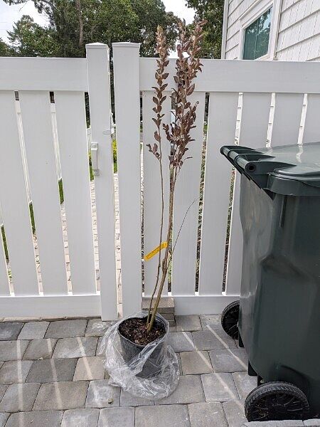 Customer review of Thunderstruck™ White Flash™ Crape Myrtle Tree