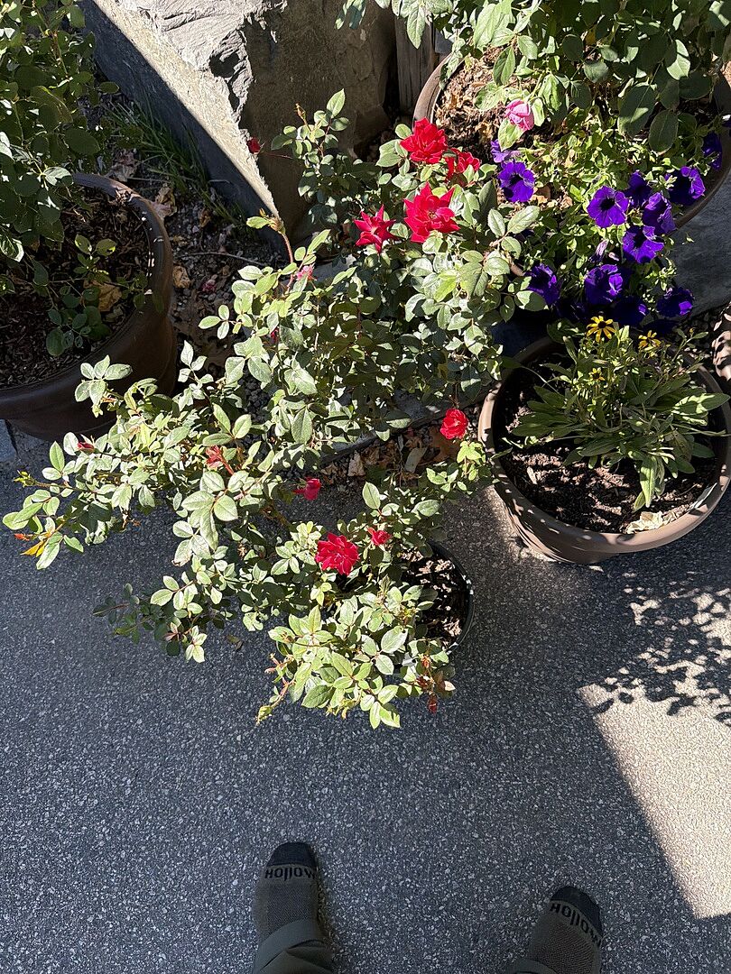 Customer review of Double Knock Out® Rose Shrub