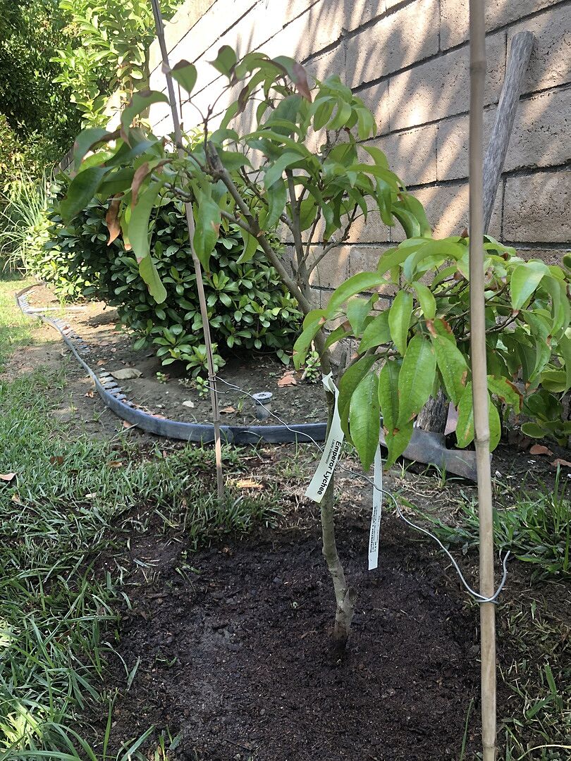 Emperor Lychee Tree