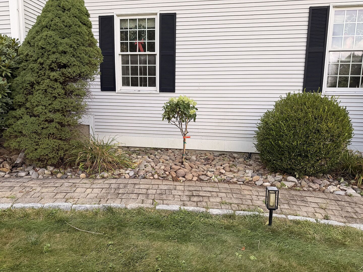 Customer review of Sweet Starlight™ Hydrangea Tree