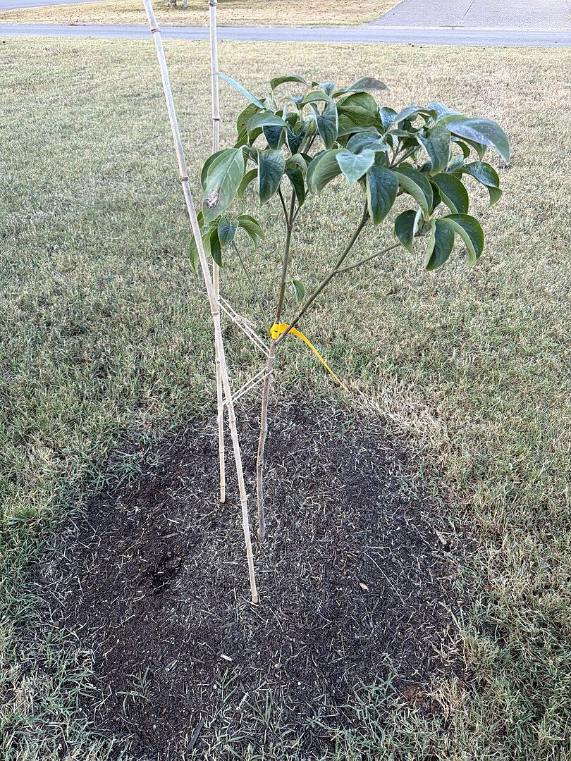Customer review of White Dogwood Tree