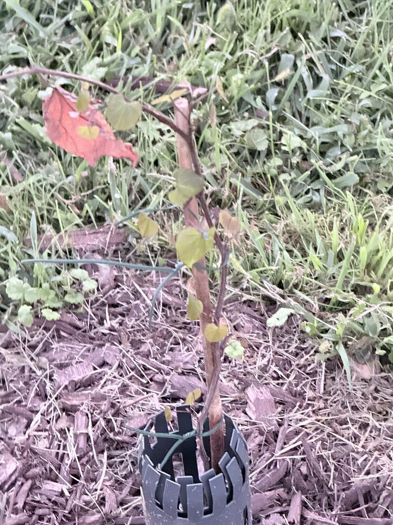Customer review of Forest Pansy Redbud