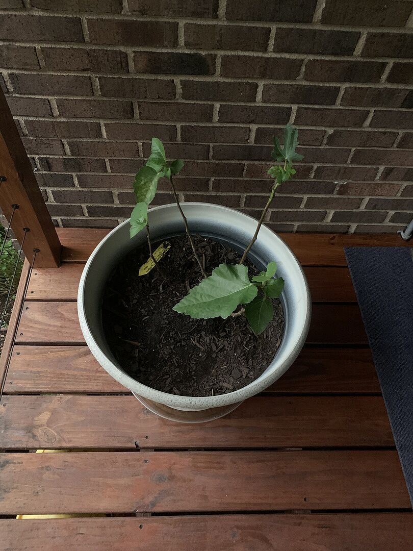 Fig showed signs of distress
