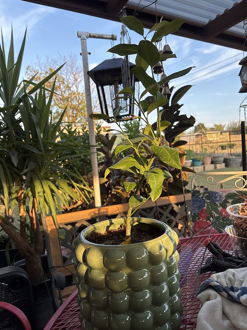 Customer review of Meyer Lemon Bush